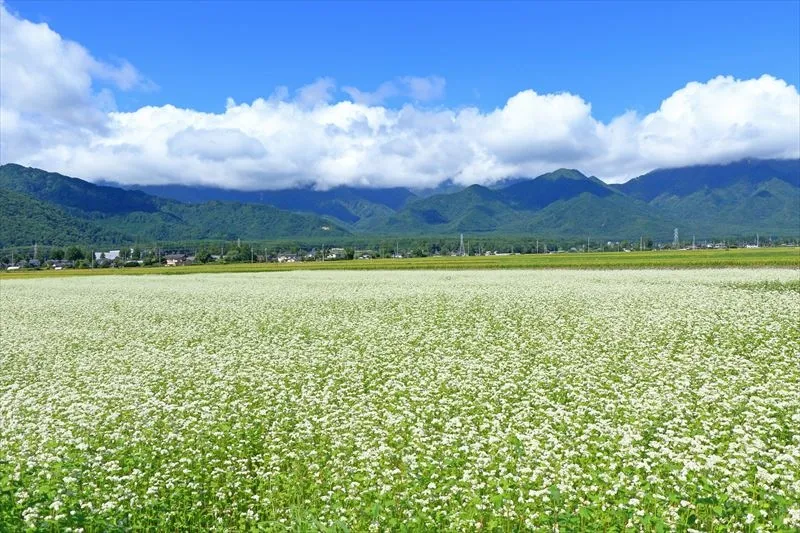 そばの名産地はどこ？